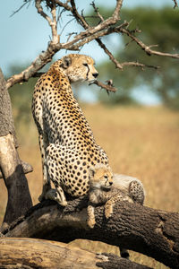 Cat resting on a tree