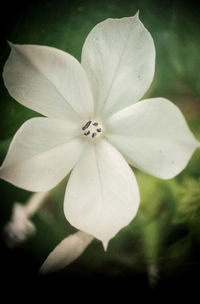 Close-up of white flowering plant