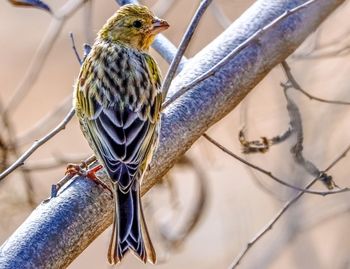 Close-up of bird perching on leaf