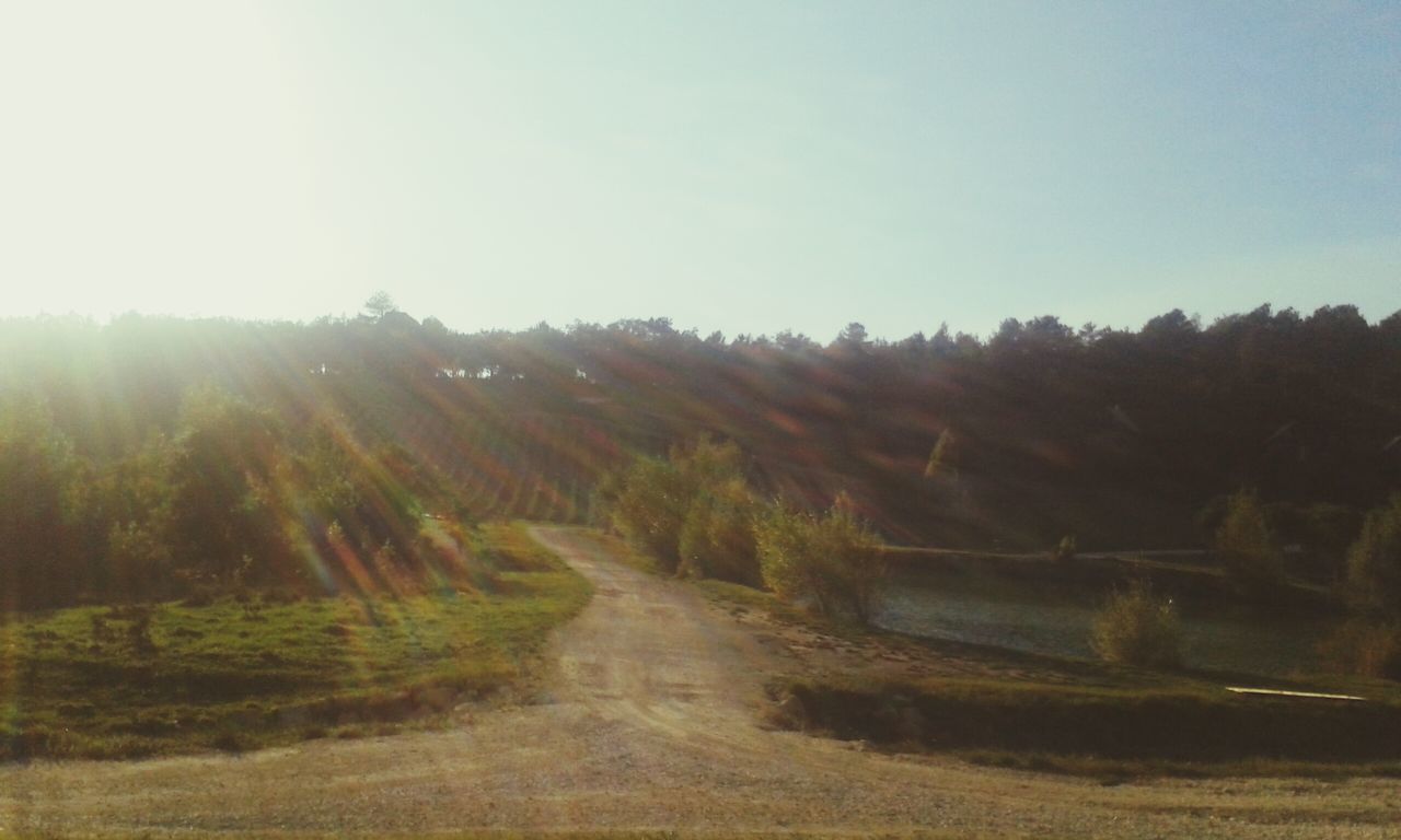 clear sky, tree, tranquility, tranquil scene, landscape, the way forward, sun, nature, sunlight, scenics, beauty in nature, dirt road, field, road, copy space, sunbeam, sky, growth, lens flare, grass