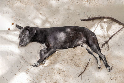 High angle view of dog sleeping on sand