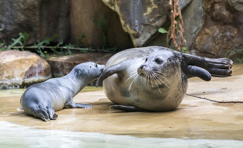 Sea lion resting in a zoo