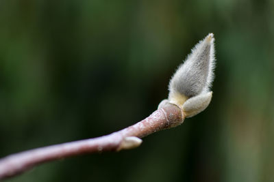 Close-up of plant