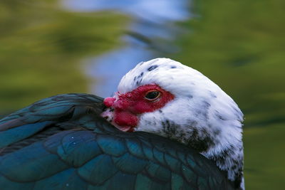 Close-up of a bird