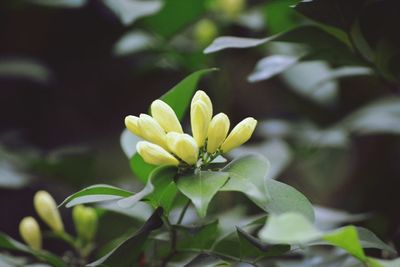 Close-up of white flowering plant