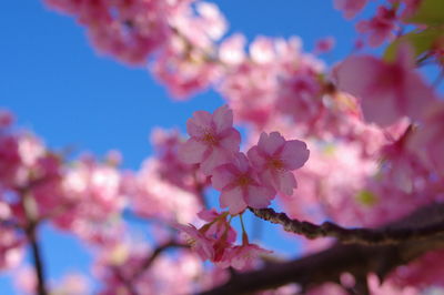 Close-up of pink cherry blossoms in spring