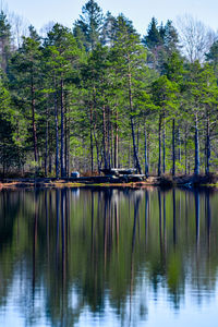 Scenic view of lake in forest