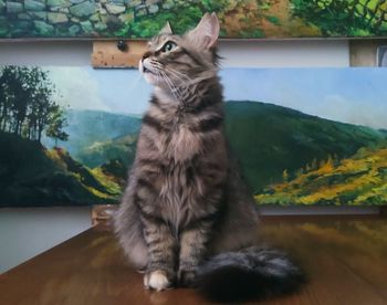 Cat looking away while sitting on table