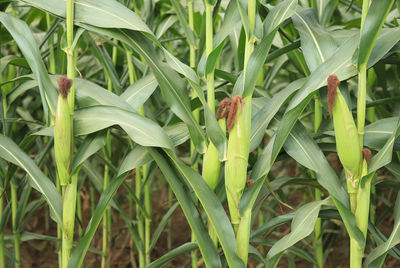 Close-up of green plants on field