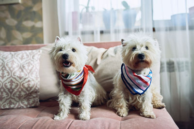 Two white terrier, west highland dogs sitting on the sofa at home