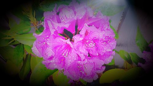 Close-up of purple flower