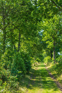 Scenic view of trees in forest