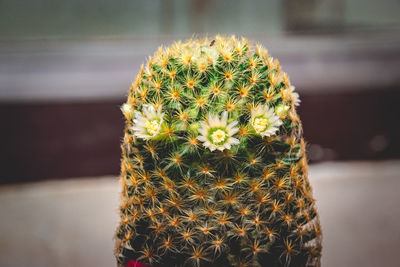 Close-up of cactus plant