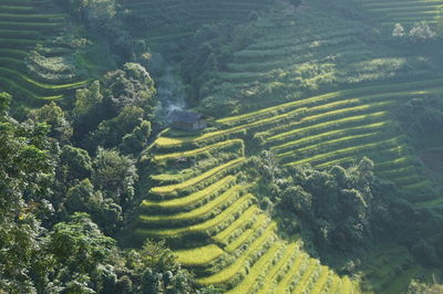 High angle view of agricultural landscape