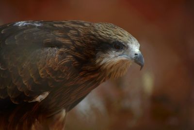 Close-up of eagle