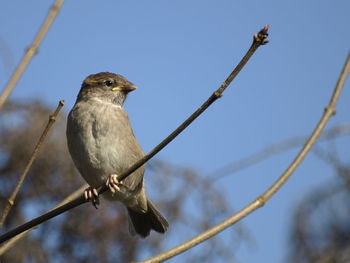 Low angle view of bird perching on branch against sky