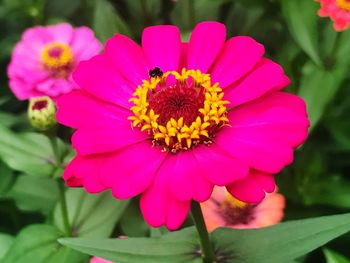 Close-up of pink cosmos blooming outdoors
