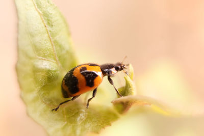 Close-up of insect pollinating on flower