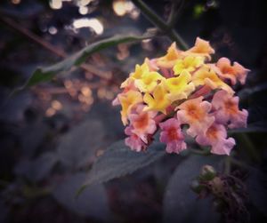 Close-up of flowers blooming outdoors