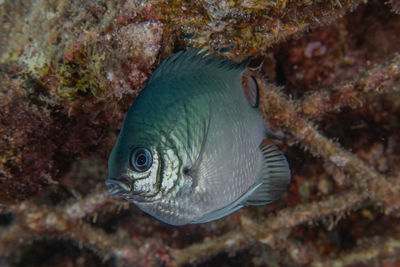 Close-up of fish swimming in sea