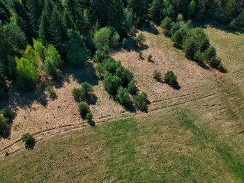 High angle view of tree in forest