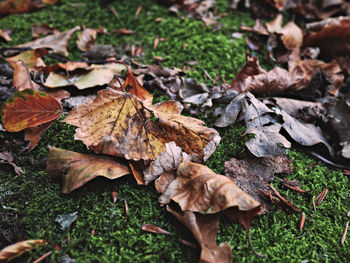 High angle view of maple leaves fallen on field