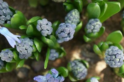 Close-up of purple flowers