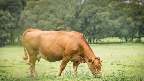 Cow standing on field