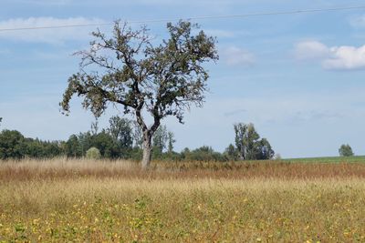 Tree on field against sky