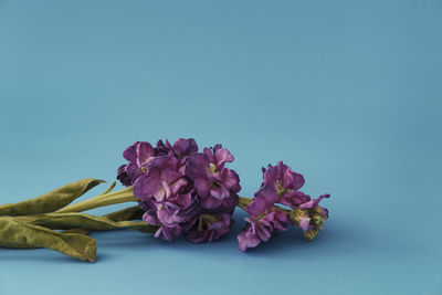 Close-up of pink flowers against blue background