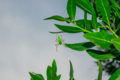 Close-up of insect on leaves