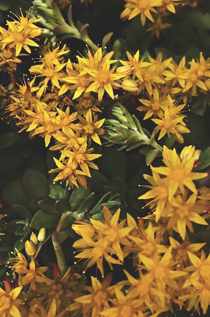 CLOSE-UP OF YELLOW FLOWERING PLANTS