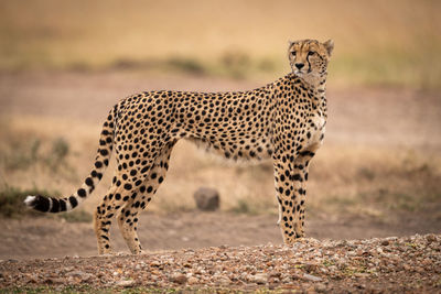 View of a cat on field