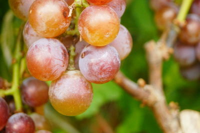 Close-up of fruits growing on tree