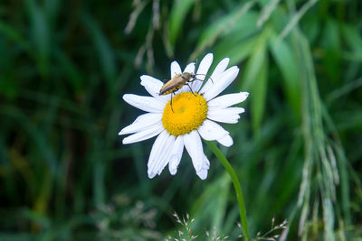 Close-up of butterfly on white daisy