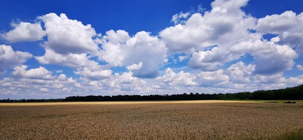 Scenic view of agricultural field against sky