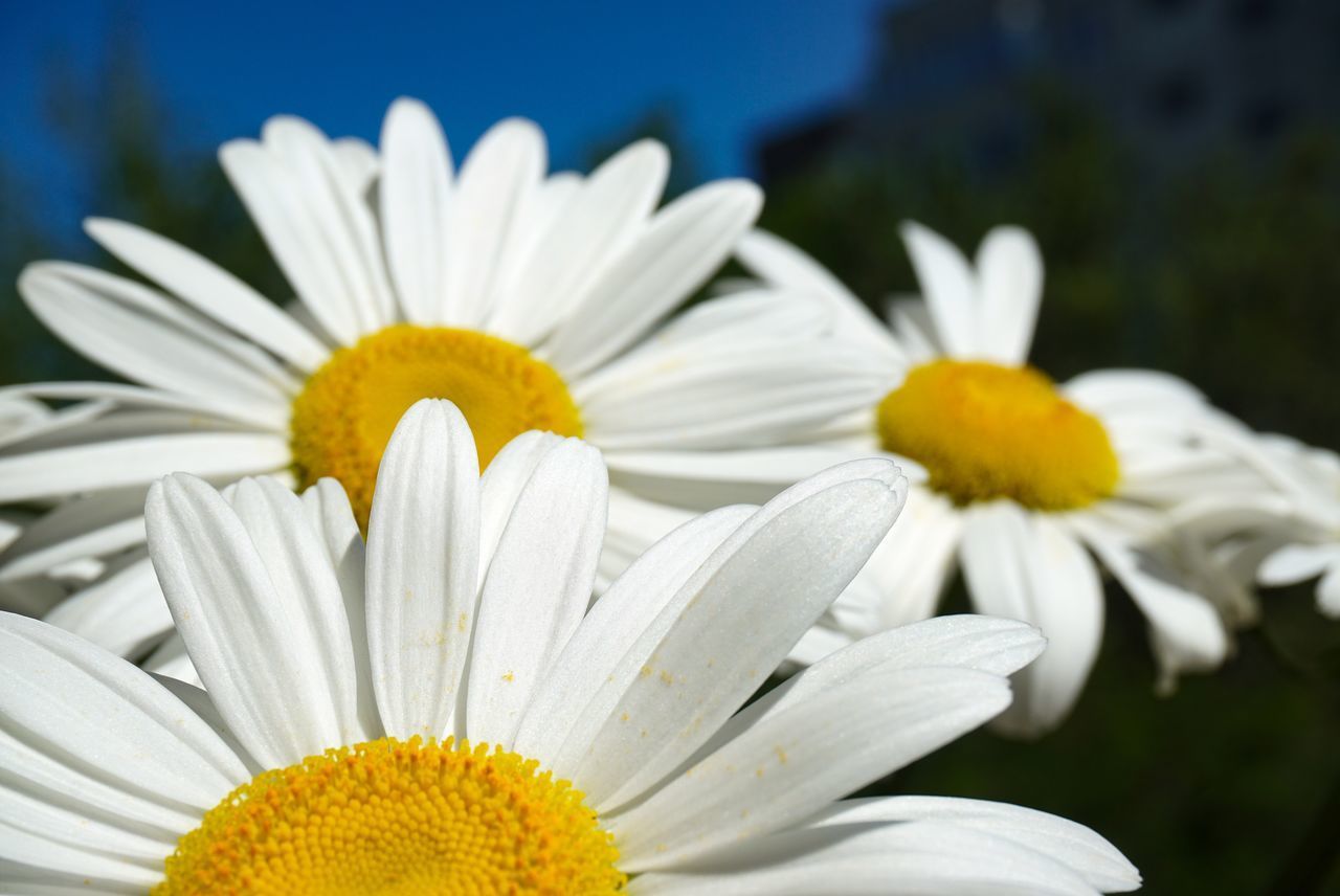 CLOSE-UP OF WHITE DAISIES