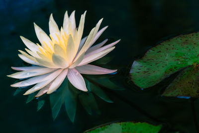 Close-up of lotus water lily in pond