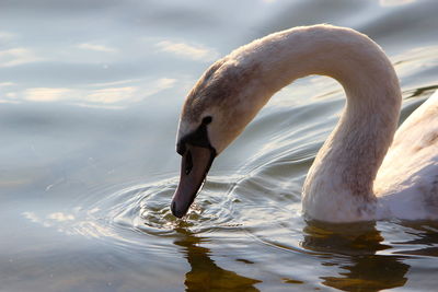 View of swan swimming in lake