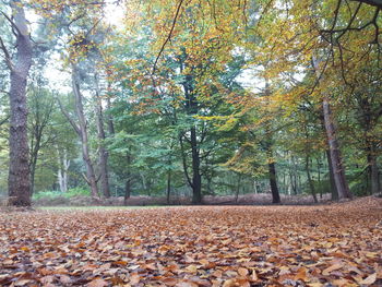 Fallen leaves in forest