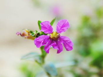 Close-up of bee pollinating on purple flower