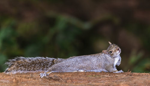 Close-up of squirrel sitting