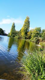 Reflection of trees in lake