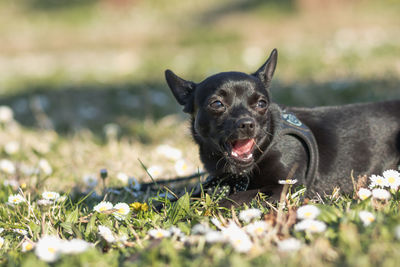 Portrait of black dog on field