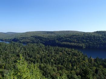 Scenic view of forest against clear blue sky