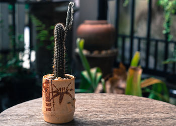 Close-up of potted cactus on table