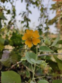 Close-up of yellow flowering plant