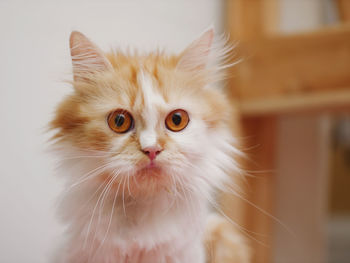 Close-up portrait of a cat at home