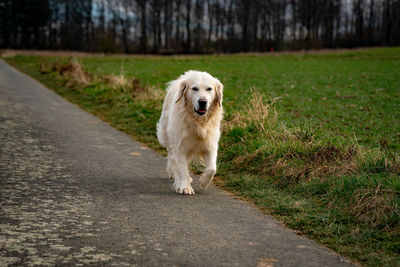 Golden retriever dog running on road