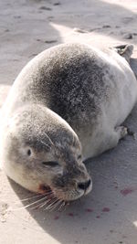 Close-up of a relaxed seal looking away